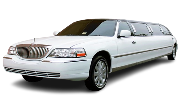 Tamworth White lincoln